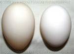 The Duck egg is on the left.