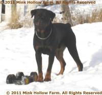 Digit and one of his favorite toys - his Truck