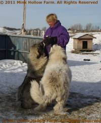 Rubic and Arrow saying HI