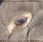 eye 