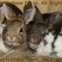 2010-04-02_12-27-35.jpg