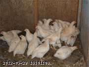 Chickens/