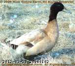 2009-04-18_08-56-34_001.jpg
