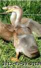 2008-06-08 035-sx.JPG
