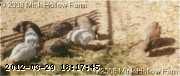 guineas-young_w.jpg