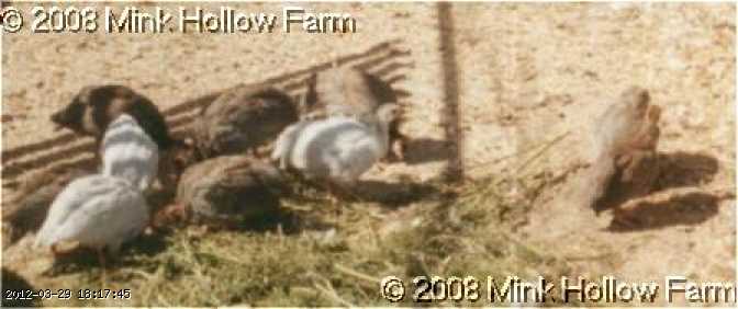 guineas-young_w.jpg