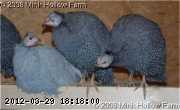 sm-guin-04-01-11-1_w.jpg