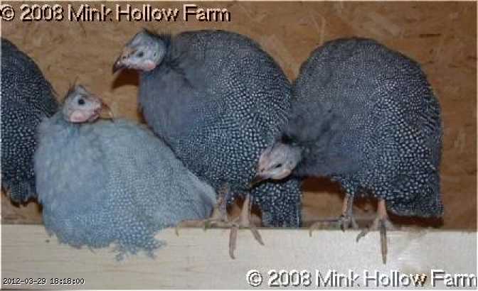 sm-guin-04-01-11-1_w.jpg