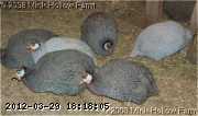 sm-guinea-04-01-08-5_w.jpg