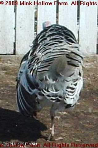 08040560b.jpg