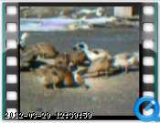 m-ducks-28-02-04-04.png