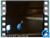 m-guineas-28-02-04-03.png