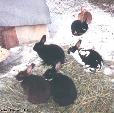 1995-12-bunnies-01.jpg