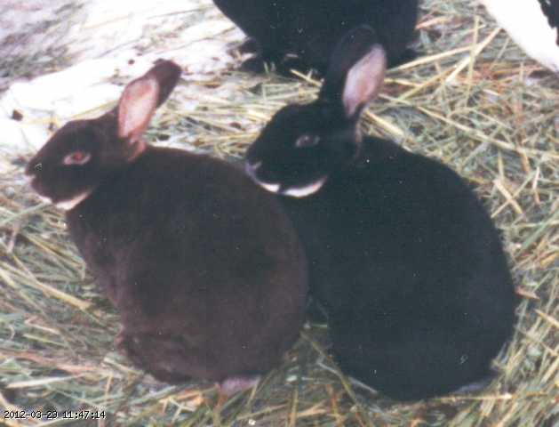 1995-12-bunnies-01b.jpg