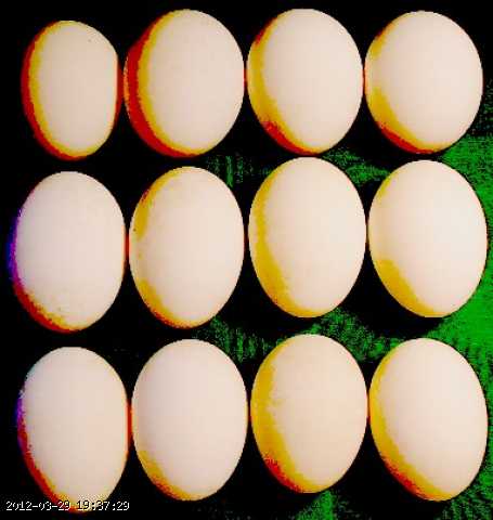 egg-bg-1.jpg