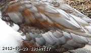 feathers3.jpg