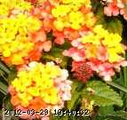 tiny-flowers.jpg