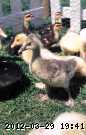 baby-goose-2.jpg