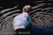 duck-clean.jpg