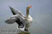 grey-goose.jpg