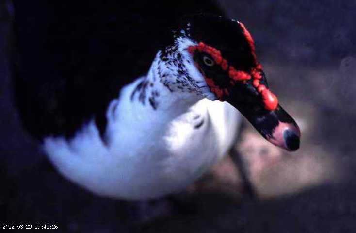 muscovy.jpg