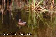 reeds.jpg