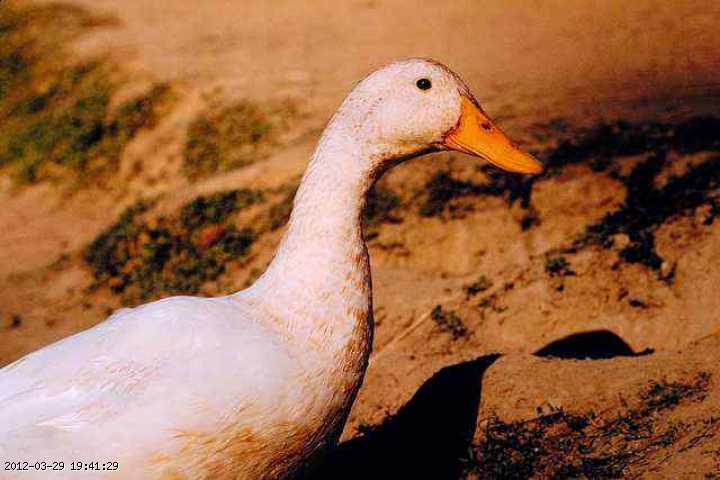 sand-duck.jpg