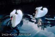 swans-2.jpg