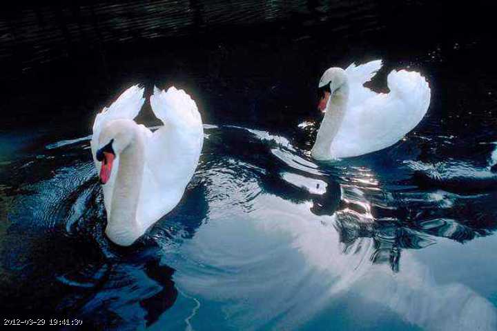 swans-2.jpg