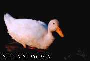 white-duck.jpg
