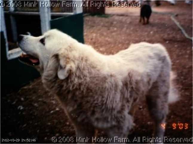 sm-scanner-04-09-03.jpeg