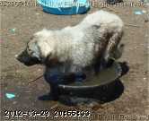 2009-07-03_13-40-07_001.jpg