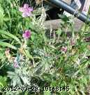 geranium_sticky_06-july041.jpg