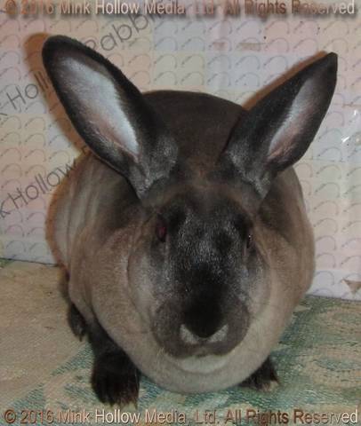 Zelda (steel sable agouti) Bart X Winter Zelda (steel sable agouti) Bart X Winter