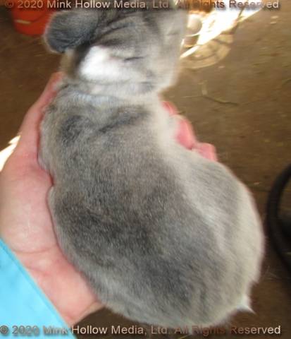 DCD Steel sable agouti. 2 weeks old DCD Steel sable agouti. 2 weeks old