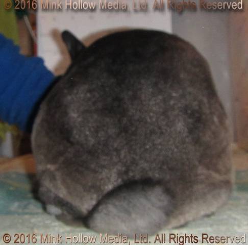 Zelda (steel sable agouti) Bart X Winter Zelda (steel sable agouti) Bart X Winter