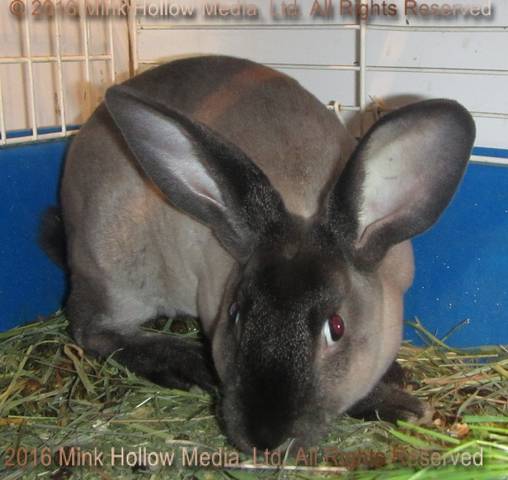 Zelda (steel sable agouti) Bart X Winter Zelda (steel sable agouti) Bart X Winter