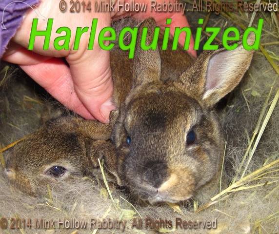 2012-01-04-11-52-15b_wm.jpg 2012-01-04-11-52-15b_wm.jpg