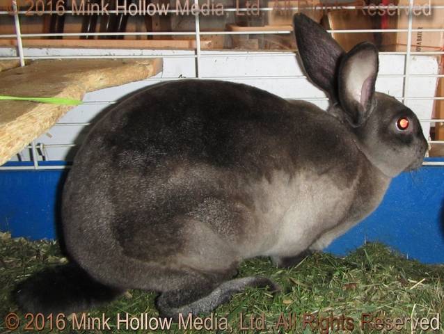 Zelda (steel sable agouti) Bart X Winter Zelda (steel sable agouti) Bart X Winter