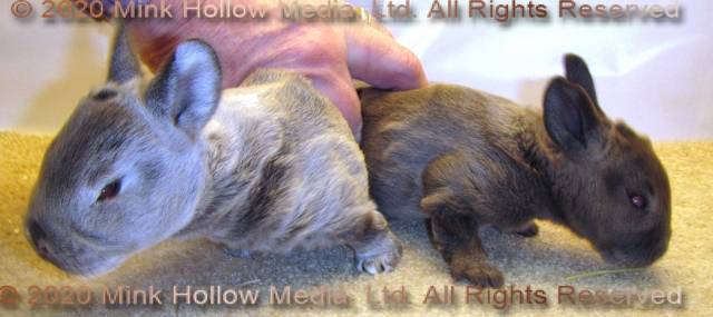 DCD Steel and regular sable agouti. 2 weeks old DCD Steel and regular sable agouti. 2 weeks old
