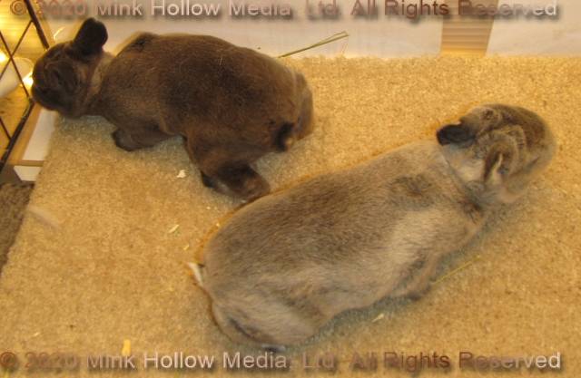 DCD Steel and regular sable agouti. 2 weeks old DCD Steel and regular sable agouti. 2 weeks old