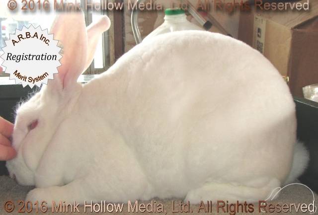 Winter (white) Tic Tac X Will Power Winter (white) Tic Tac X Will Power