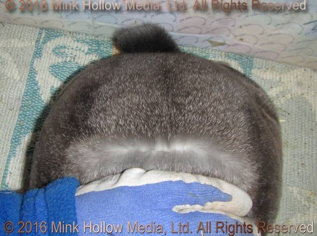 Zelda (steel sable agouti) Bart X Winter Zelda (steel sable agouti) Bart X Winter
