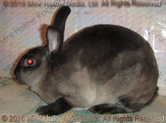 Zelda (steel sable agouti) Bart X Winter Zelda (steel sable agouti) Bart X Winter