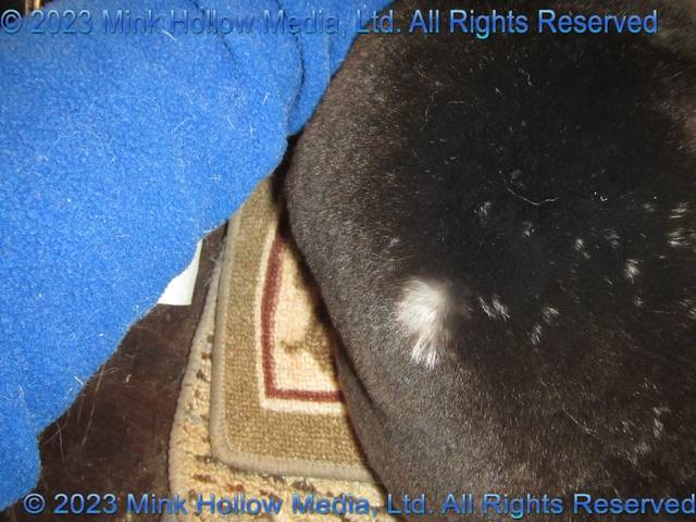 fur-white-spot-2019-08-10-15-58-20_wm.jpg fur-white-spot-2019-08-10-15-58-20_wm.jpg