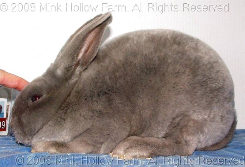 peanut-2008-10-19-003.jpg peanut-2008-10-19-003.jpg