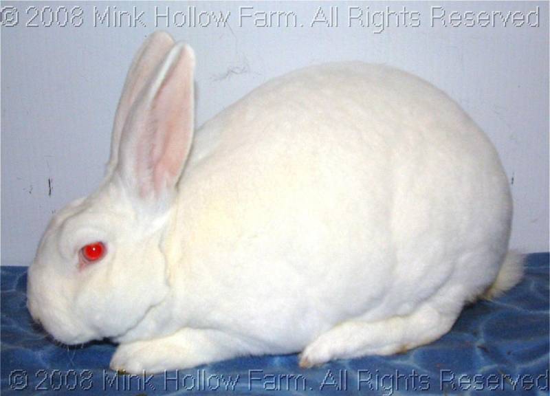 pinky-2008-10-28-029b2.jpg pinky-2008-10-28-029b2.jpg