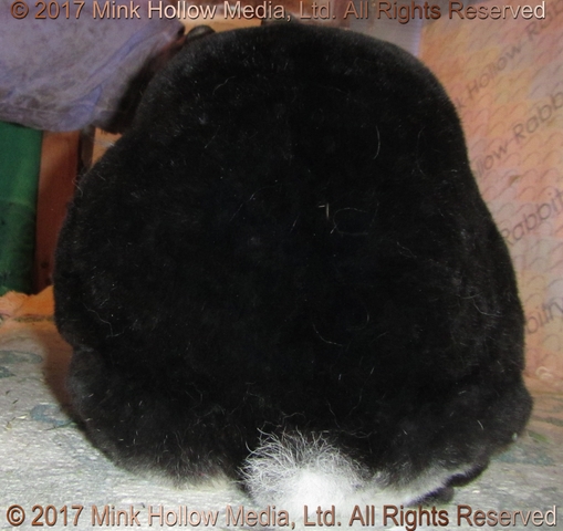wildcard-2017-04-17_17-37-17_wm.jpg wildcard-2017-04-17_17-37-17_wm.jpg