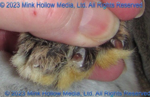 mismatched-toenails-2019-07-29-18-10-36_wm.jpg mismatched-toenails-2019-07-29-18-10-36_wm.jpg