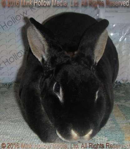 WildCard (black otter) Venus X Callebaut WildCard (black otter) Venus X Callebaut